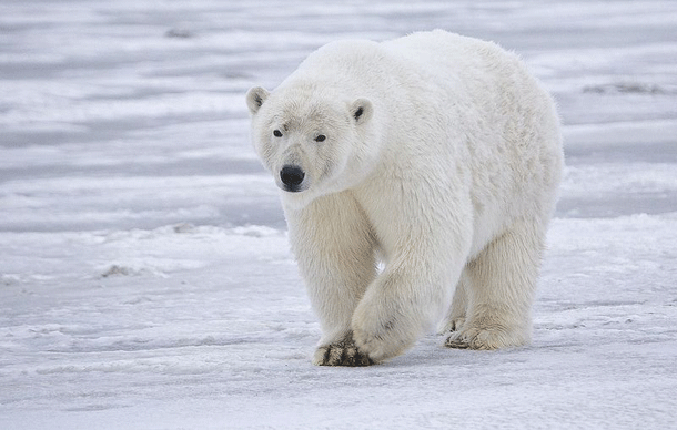 Animales Venenosos 10