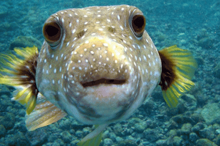 Estos son los 25 animales más peligrosos del planeta