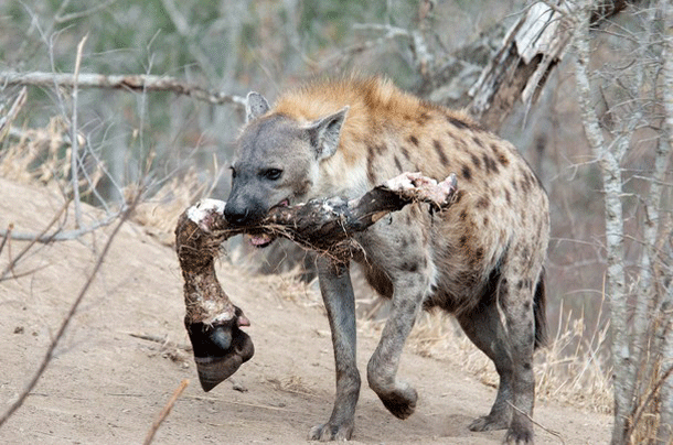 Animales Venenosos 15