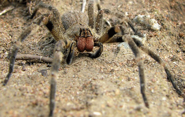 Animales Venenosos 20