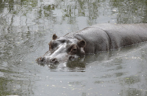 Animales Venenosos 22