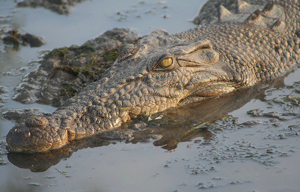 Animales Venenosos 23