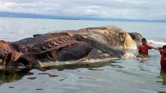 ¿Qué es esta misteriosa criatura marina que apareció en Indonesia?