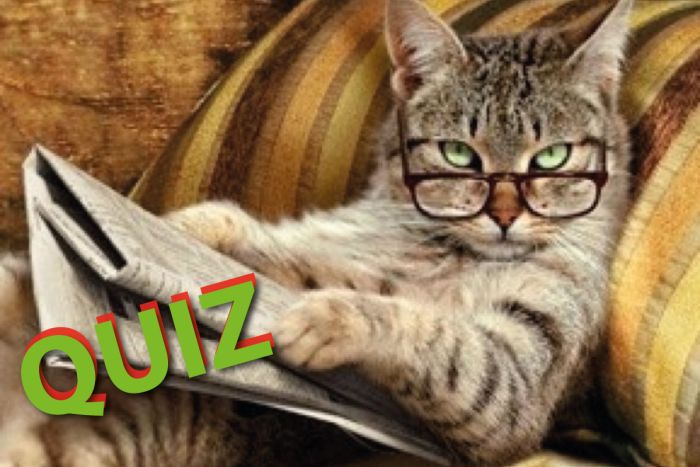 Gato quiz