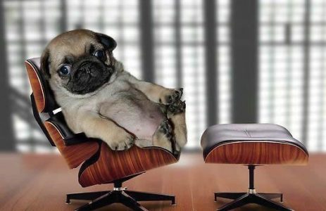 Ahora podrás llevar tu perro a la oficina ¡Increíble!