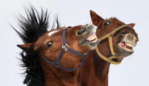 Los caballos pueden tener expresiones faciales igual que los humanos