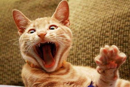 ¿El gato sube o baja? Mira lo que tu respuesta dice de ti…