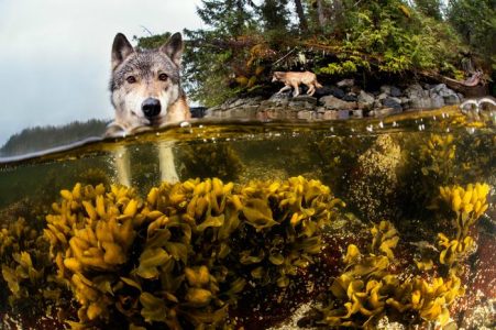 Conoce a los extraños lobos de mar que viven en el océano