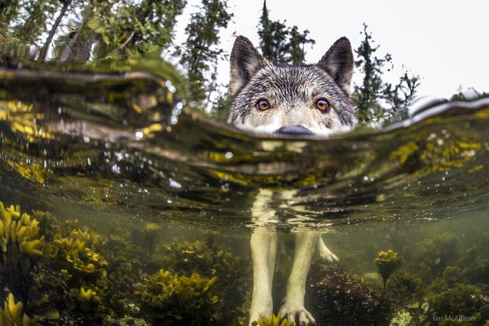 lobos de mar 2