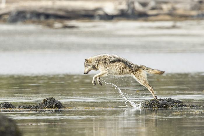 lobos de mar 5