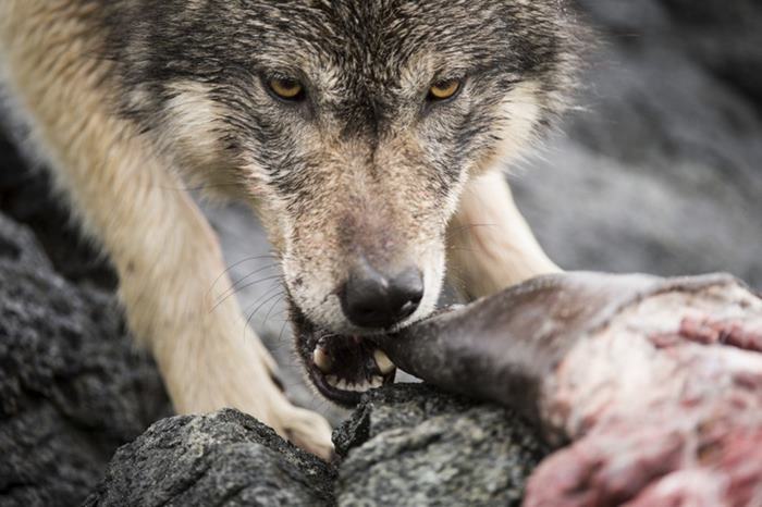 lobos de mar 7