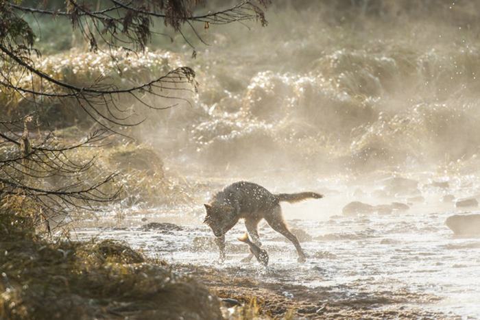 lobos de mar 8