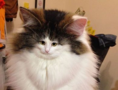 ¡Este vídeo musical hecho con gatos es una verdadera obra maestra!