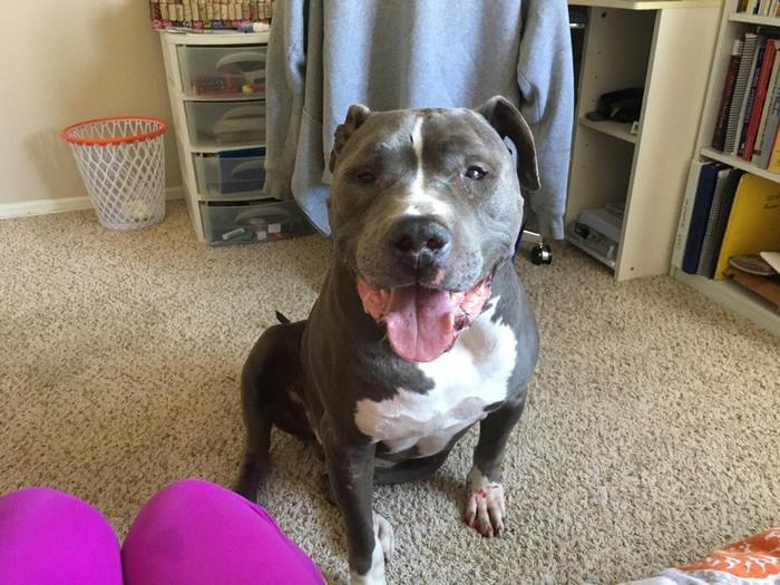 Pit Bull llora después de que su familia lo deja en un refugio