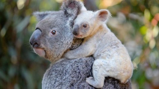 Este Koala Blanco necesita nombre y todos en Facebook pueden ayudar