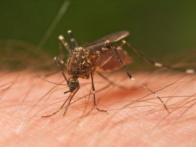 Twitter suspende la cuenta de un joven por amenazar de muerte a un mosquito