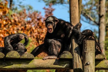 Estudio revela que los Chimpancés pueden jugar “Piedra, Papel o Tijera”