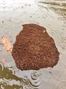 Tras el paso del huracán Harvey, aparecen imágenes de colonias flotantes de hormigas de fuego