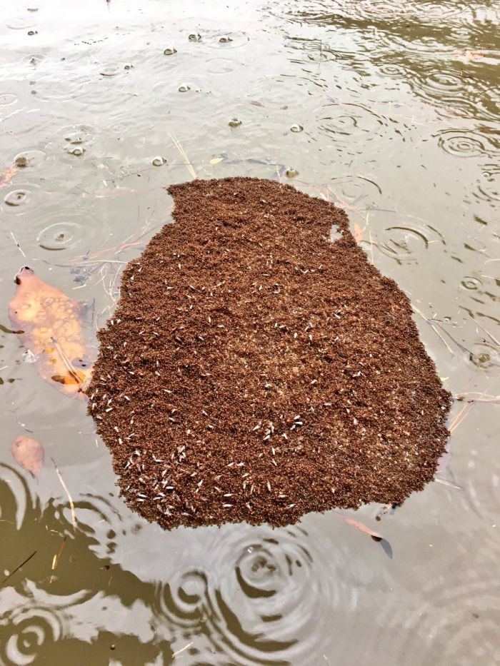 Tras el paso del huracán Harvey, aparecen imágenes de colonias flotantes de hormigas de fuego