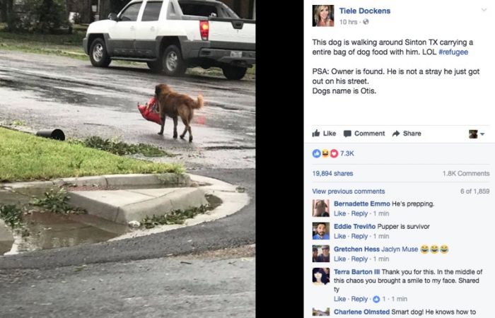 perro llevó bolsa de comda para perros durante el huracán 1