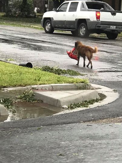 perro llevó bolsa de comda para perros durante el huracán
