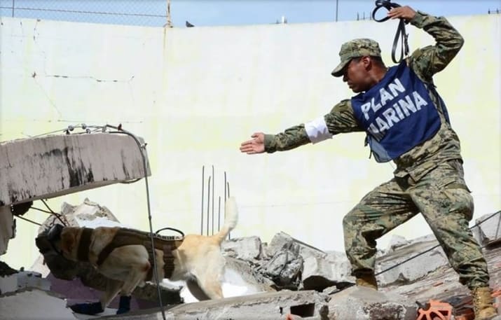 Frida adorable y valiente perrita salva vidas en México 1