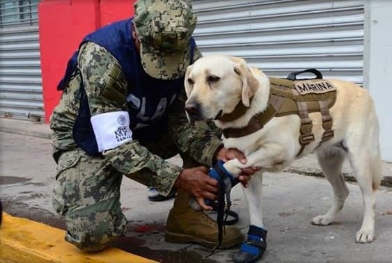 Frida adorable y valiente perrita salva vidas en México