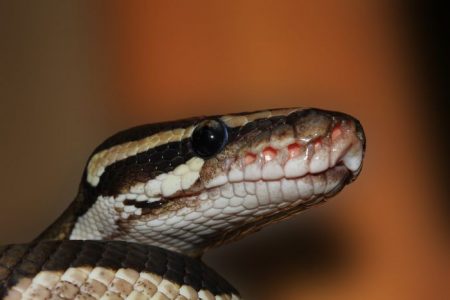 Aldeanos indonesios matan y se comen a una serpiente enorme