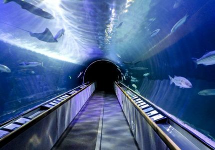 Aeropuerto en Dubai construirá un acuario con tecnología de reconocimiento facial