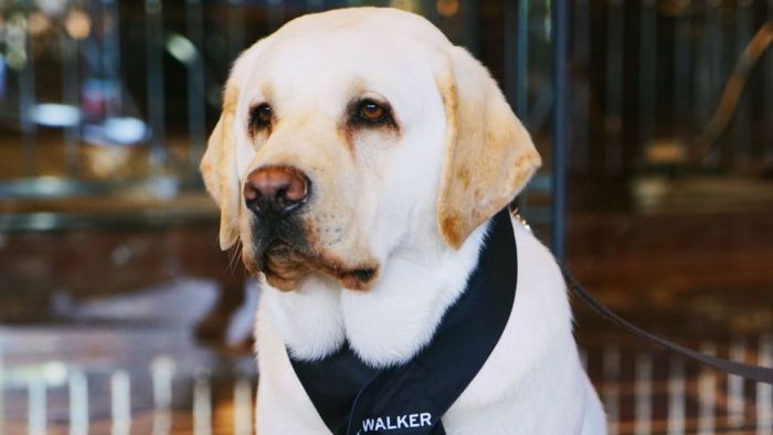 encantador perro es ahora conserje de hotel 1