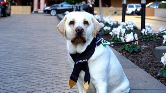 Este encantador perro guía es ahora conserje de hotel