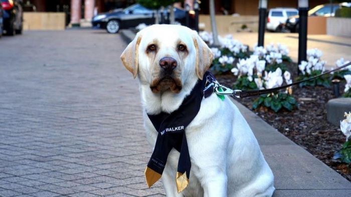 encantador perro es ahora conserje de hotel