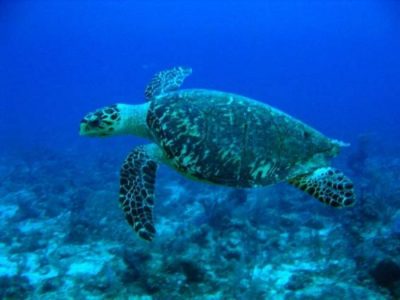 México crea un enorme parque nacional para proteger la vida marina