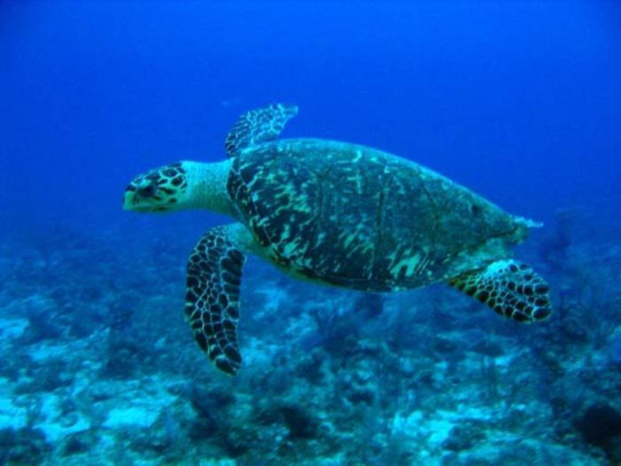 México crea parque nacional proteger vida marina