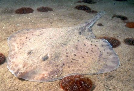 El primer animal en caminar sobre la Tierra aún se encuentra nadando en el océano