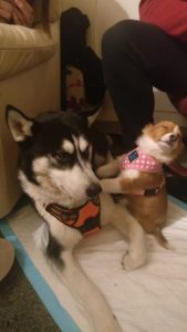 Dramática cachorra conociendo a un husky se convierte en una hilarante batalla de Photoshop