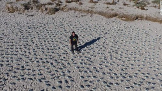 Cómo los drones ayudan a los científicos a luchar contra la extinción de la vida silvestre