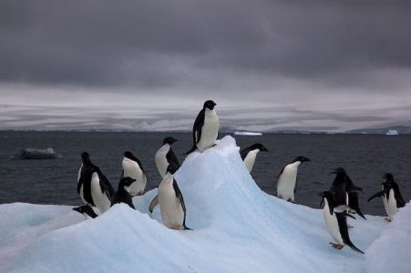 Científicos descubren una colonia escondida de 1,5 millones de pingüinos