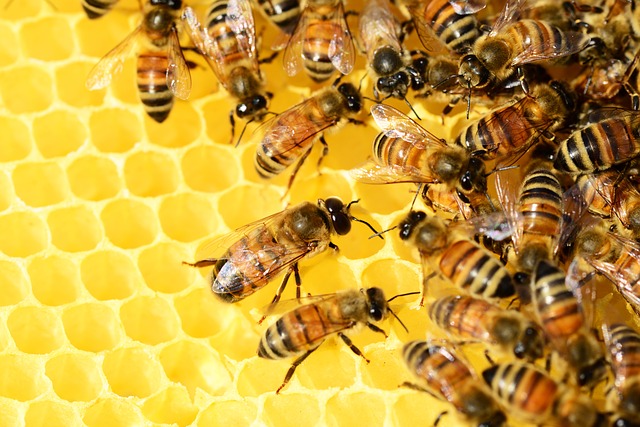 Para salvar a las abejas, la Unión Europea prohibirá los pesticidas más comunes del mundo