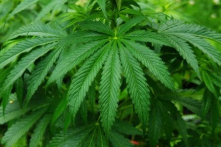 Investigan cómo la marihuana puede ayudar a niños con casos severos de autismo