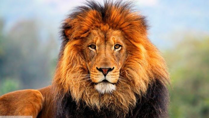 Este impresionante fósil de 200.000 años revela que leones gigantes merodeaban por África