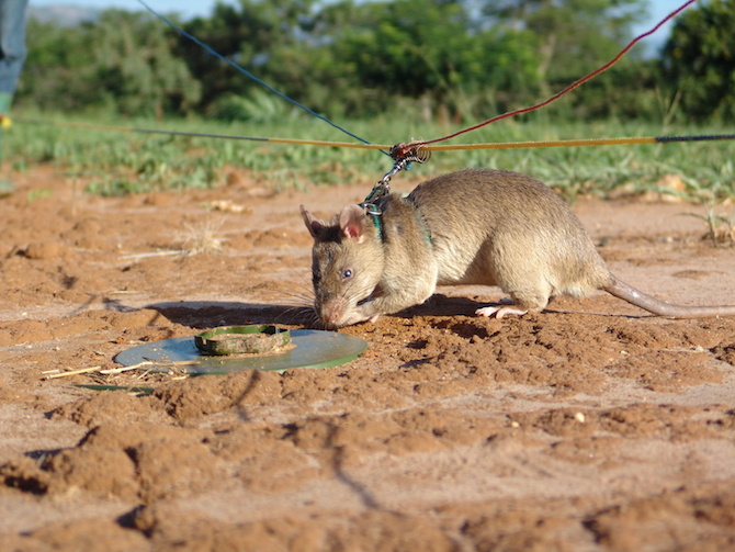 Las ratas pueden detectar esta mortal enfermedad en niños con una presición impresionante