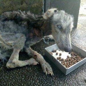 Este Husky fue encontrado muy desnutrido y 10 meses después luce irreconocible