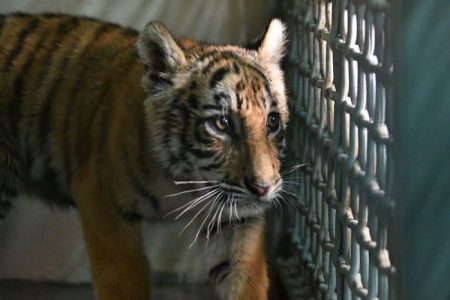 Agentes de la frontera de Estados Unidos descubren cachorro de tigre abandonado