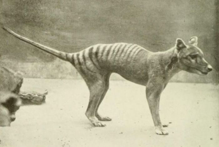 ¿Podría la tecnología de edición de genes revivir al extinto tigre de Tasmania?