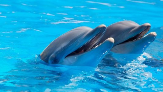 La “felicidad” de los delfines es medida por científicos en Francia