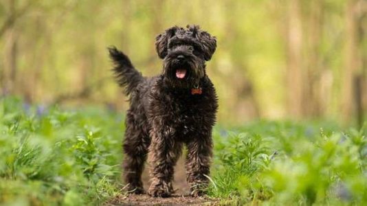 Perrita perdida fue encontrada en la casa de un conductor de entregas de Amazon
