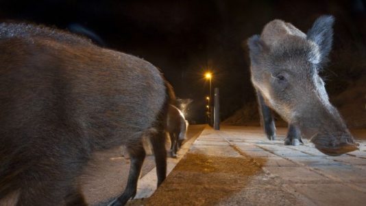 Los animales se vuelven nocturnos para evitar a los humanos, y eso traerá problemas