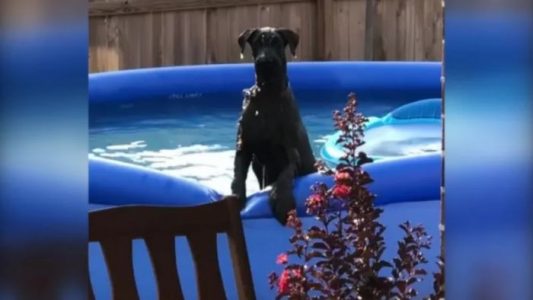 Perro se hace viral al lucir culpable al ser sorprendido chapoteando en una piscina
