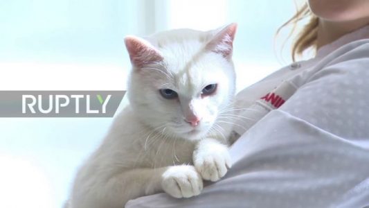 Un gato “clarividente” predijo quién ganaría el partido inaugural de la Copa Mundial